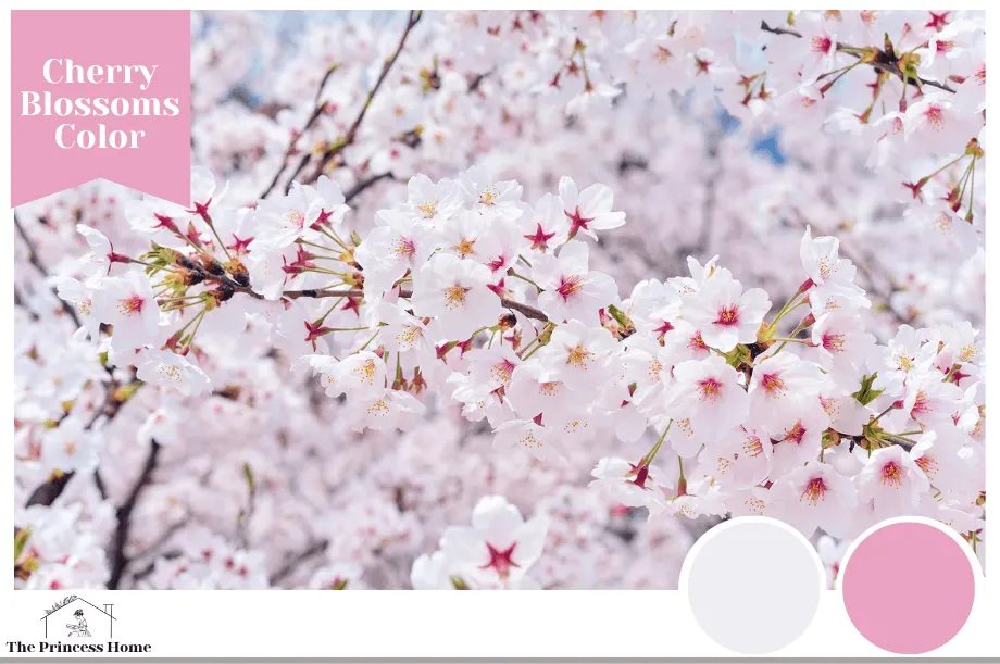 Cherry Blossoms: