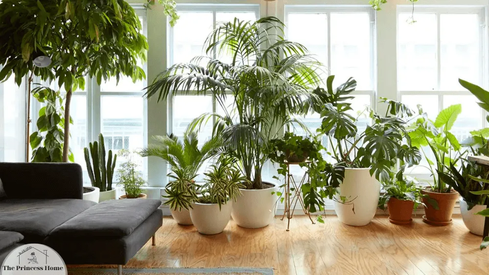 Indoor Plants: