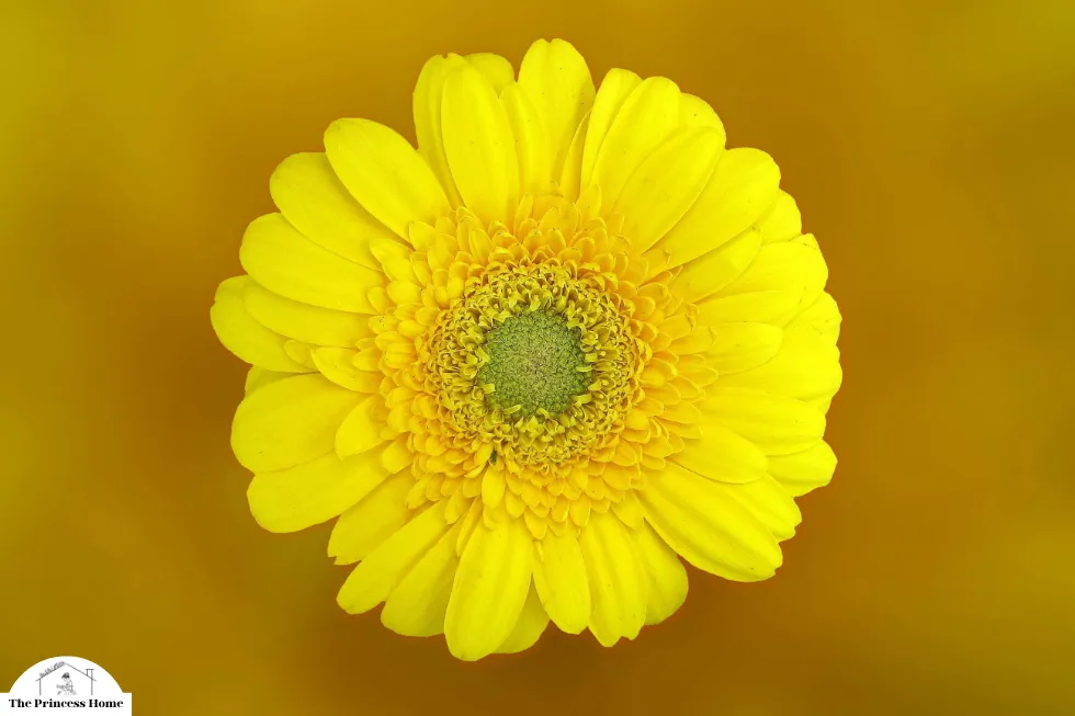 The Influence of Color on Emotions: Yellow