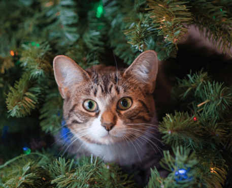 How to Keep Cats Away from Your Christmas Tree: Tips and Tricks