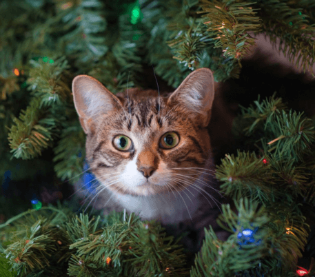 How to Keep Cats Away from Your Christmas Tree: Tips and Tricks